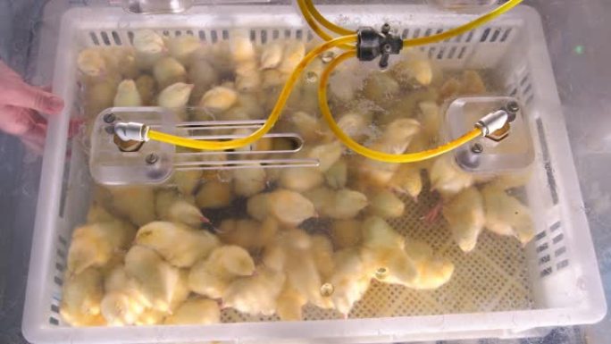 幼鸡的疫苗接种。将塑料容器中的鸡用特殊盒子中的疫苗溶液喷洒。养鸡场和幼鸡的疫苗接种。