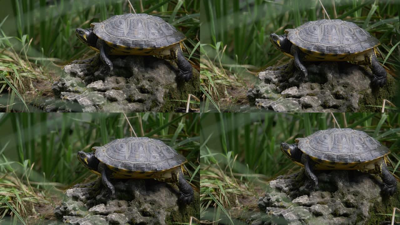 一只乌龟躺在石头上欣赏和观察环境的略微移动的镜头