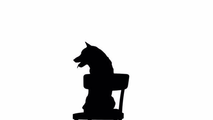 可爱的微笑小狗Shiba Inu狗坐在椅子上，阿尔法频道