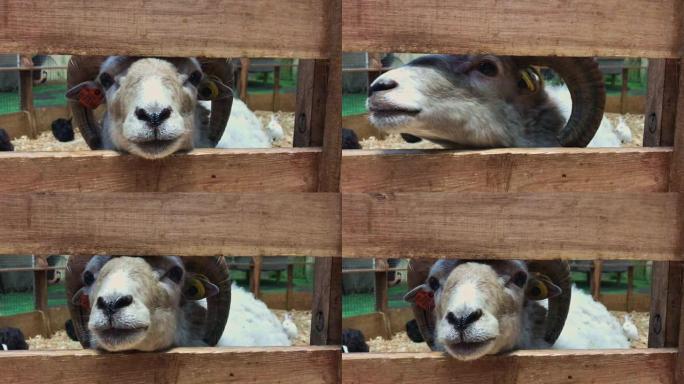 关闭头羊通过栅栏看着相机