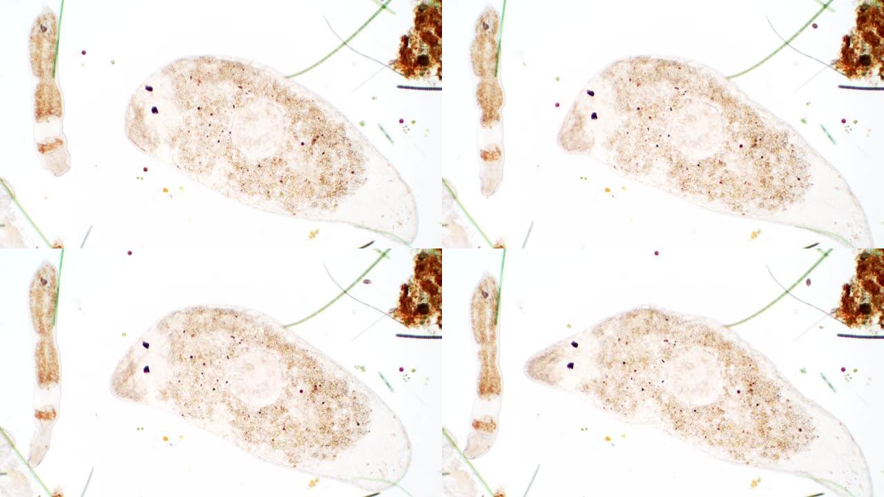 显微镜下扁虫生物学教育。