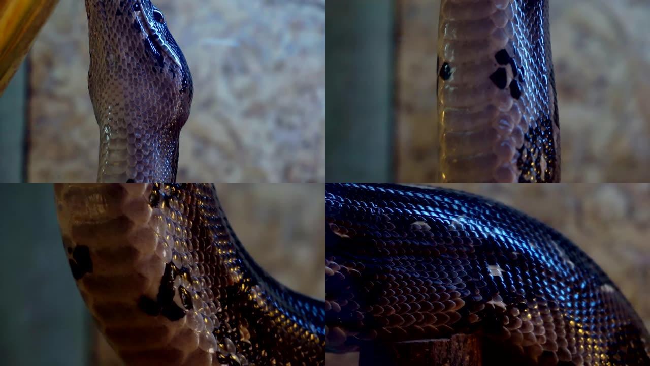 巨大的蟒蛇特写。玻璃容器中的大蛇