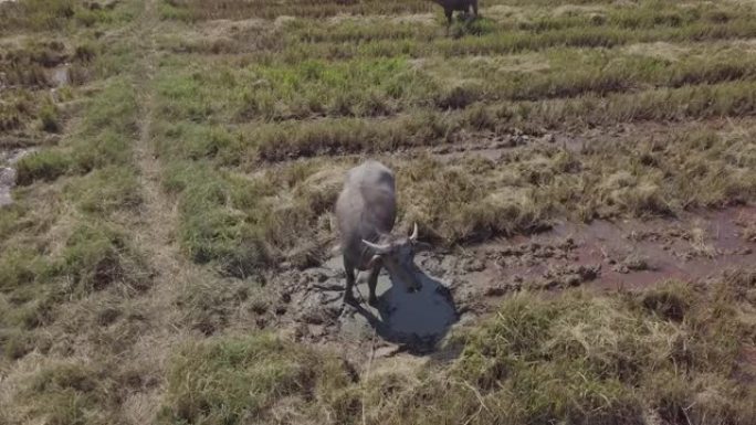 水牛在稻田里放牧的航拍画面。白鹭在飞，坐在水牛上。水田。马来西亚兰卡威。