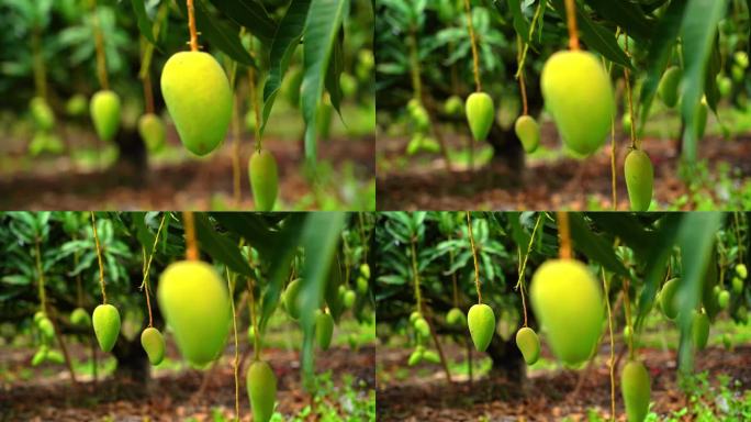 海南农业芒果种植基地 芒果丰收