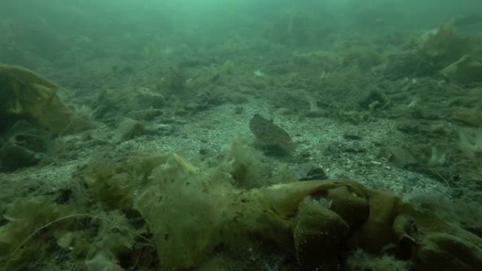 柠檬鞋底 (Microstomus kitt) 游过长满了褐藻海花边 (Chorda filum)，