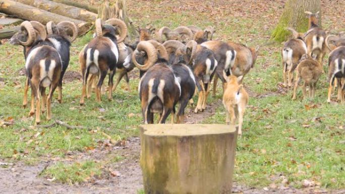 一群大角羊mouflon