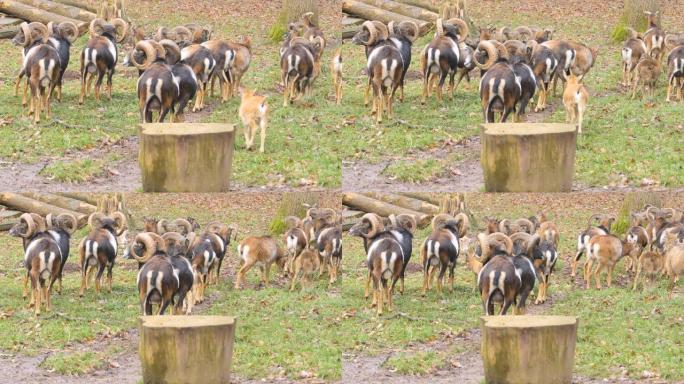 一群大角羊mouflon