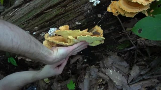 人在荒野中觅食森林中的鸡蘑菇。野生收获的食用菌。