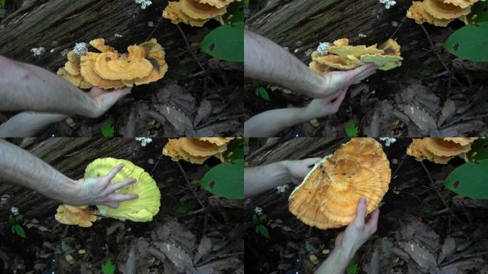 人在荒野中觅食森林中的鸡蘑菇。野生收获的食用菌。
