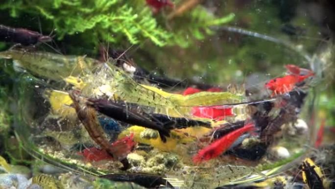虾在水族馆吃饭时争论，Neocaridina，自然体验，时间流逝