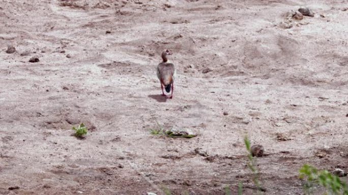 南非的埃及鹅。埃及鹅是自然界中热带草原非洲鸟类概念的泥巴