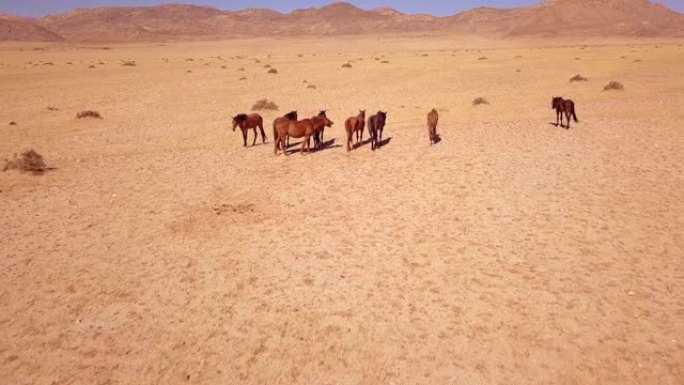 鸟瞰图景和野马，来自纳米比亚