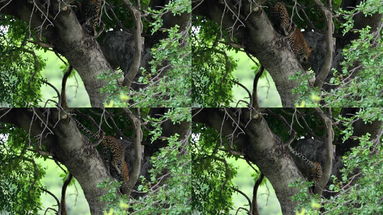 豹子从南非的一棵长满树叶的树上下来 -- 生活在大自然中的动物概念