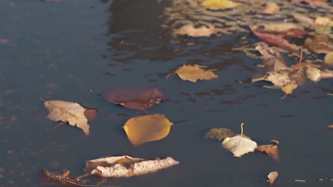 干燥的落叶躺在荡漾的水上，微风吹拂
