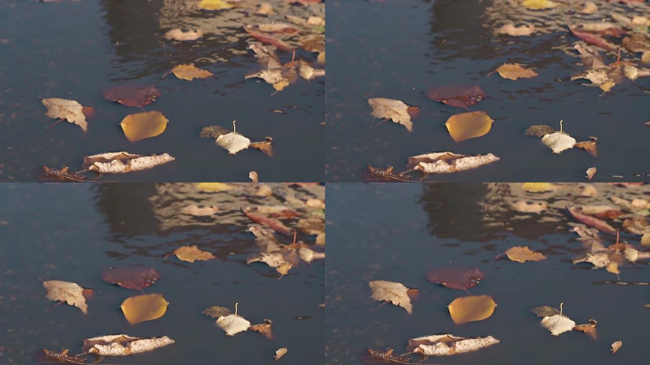 干燥的落叶躺在荡漾的水上，微风吹拂