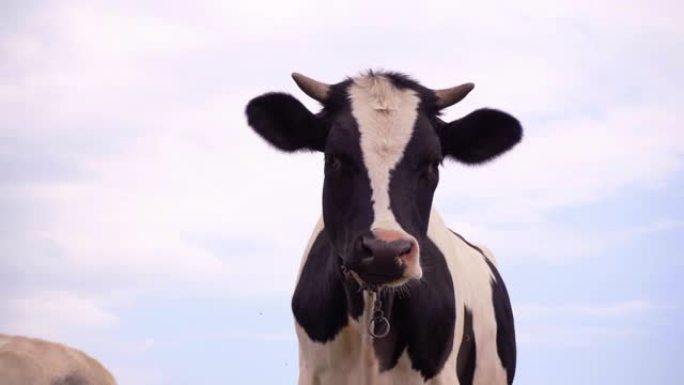黑白相间的牛站在草地上。动物转头看着相机，4k