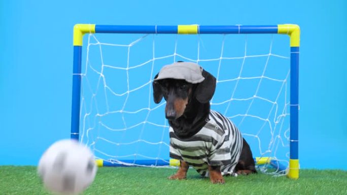 身穿守门员制服和帽子的腊肠犬未能成功保护足球大门，足球在绿色人造草地上飞入得分球门。狗不同意结果，吠
