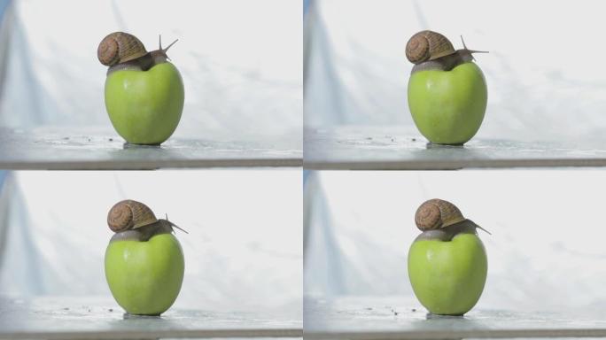 蜗牛在苹果上的特写。一只蜗牛正爬在一个苹果上。蜗牛在青苹果上