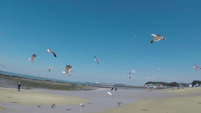 飞海海鸥吃虾小吃，南韩忠南宝丽翁木厂坡海滩，亚洲。