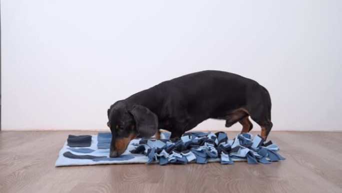 聪明的腊肠狗正在柔软的可水洗的纺织鼻烟垫中寻找美味的干零食，然后吃掉它们，逃跑，关闭。智力游戏和宠物