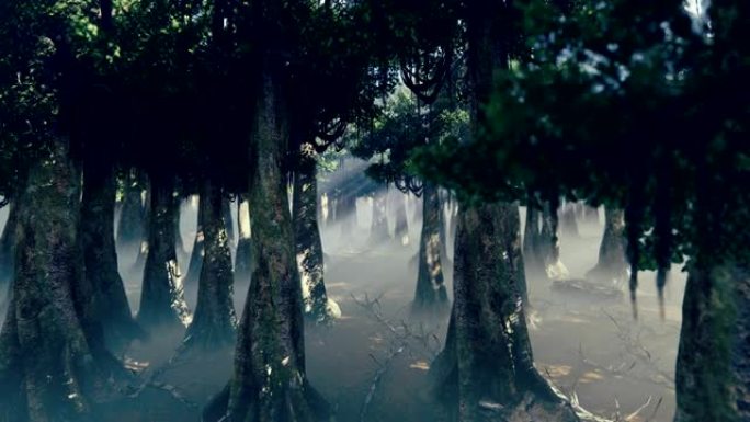 摄像机在布满雾的幽灵森林中飞行，4k
