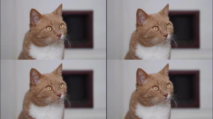虎斑猫眼睛扩张电影循环