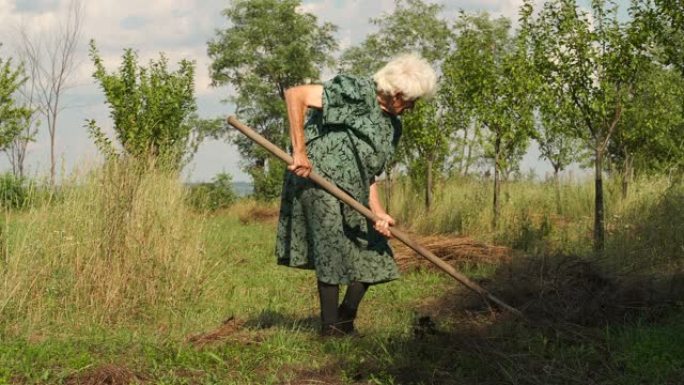 真人 -- 在田野里工作的高级女性，乡村场景