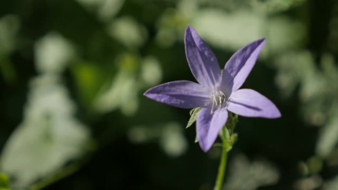 美丽的塞尔维亚风铃草蓝色瀑布芽-花园中的风铃草poscharskyana植物特写