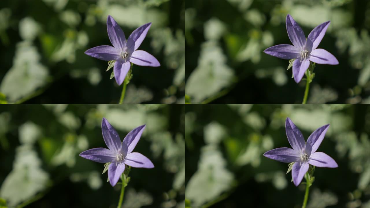 美丽的塞尔维亚风铃草蓝色瀑布芽-花园中的风铃草poscharskyana植物特写