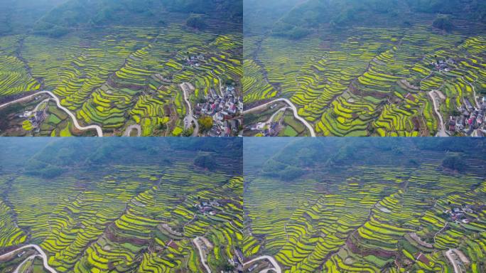 梯田 油菜花 自然村落