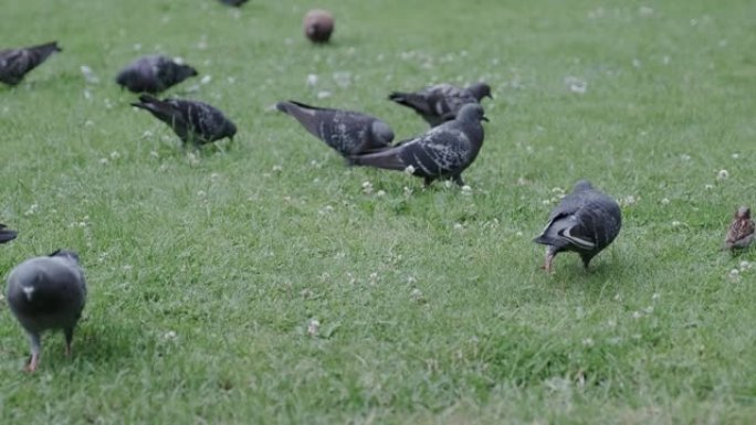 一群野生的灰鸽和麻雀在一片绿色的田野上觅食。