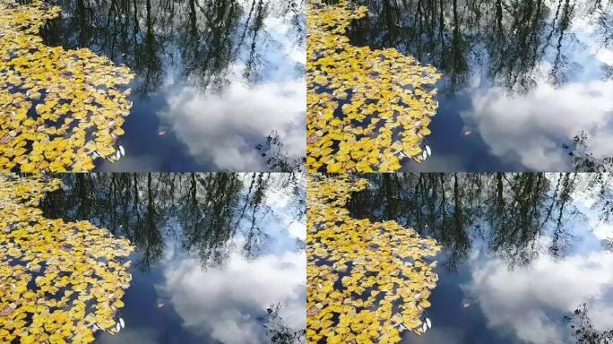 漂浮在湖面上的黄色落叶的景色。天空反射着云和树木。框架是静态的。秋季概念，景观。