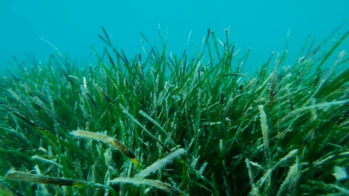 蓝色水背景上的海洋草带状疱疹的密集灌木丛。摄像机向右侧移动。常见的鳗草、海堤或矮鳗草。亚得里亚海，黑