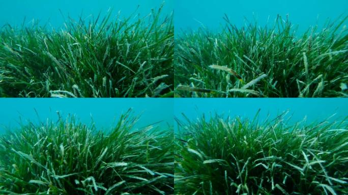 蓝色水背景上的海洋草带状疱疹的密集灌木丛。摄像机向右侧移动。常见的鳗草、海堤或矮鳗草。亚得里亚海，黑