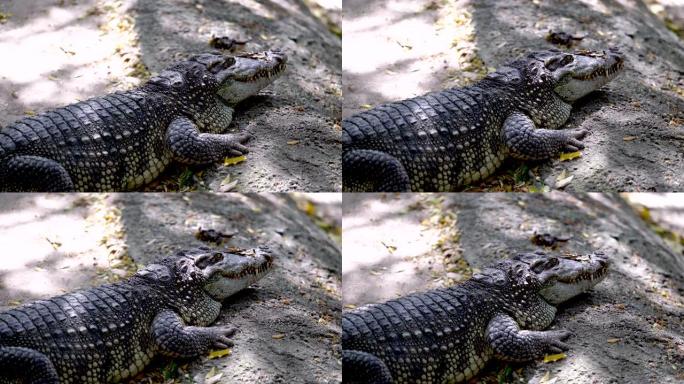 泰国危险的大型鳄鱼，野生动物