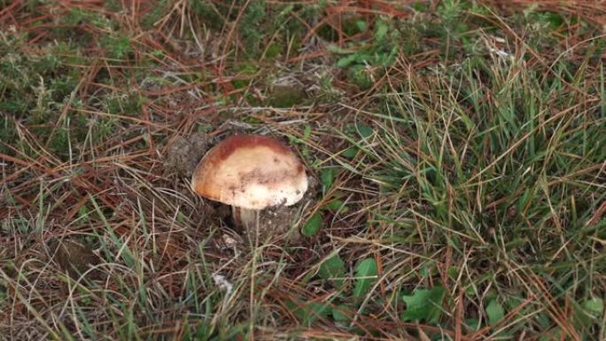 绿色草丛中散布着红色干松针的孤独棕色蘑菇