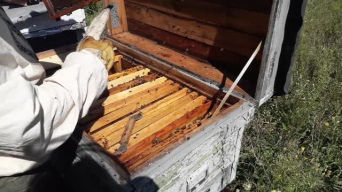 蜂巢中带有蜂巢蜂蜜