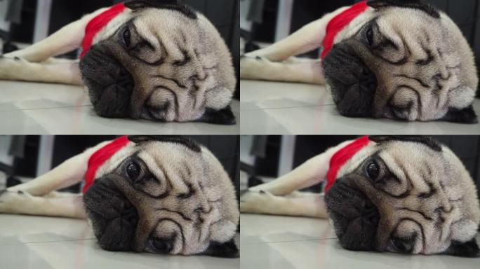 可爱的狗哈巴狗繁殖躺在地上睡觉，脸上有滑稽的感觉，如此放松和舒适