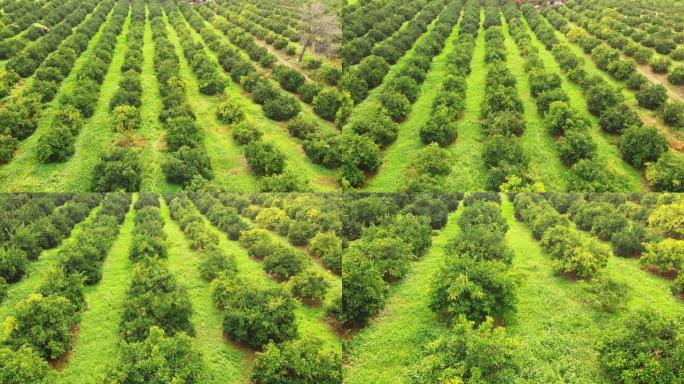 橘子花园的鸟瞰图橘子花园农业