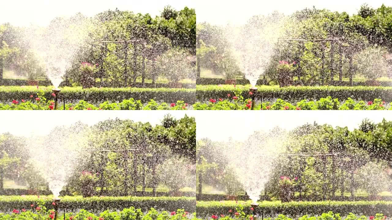 草和花的自动浇水系统。阳光中的水滴。