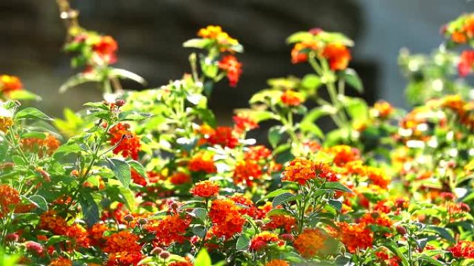 马丹五颜六色的红色橙色黄色花束鲜花盛开，花园里的蝴蝶