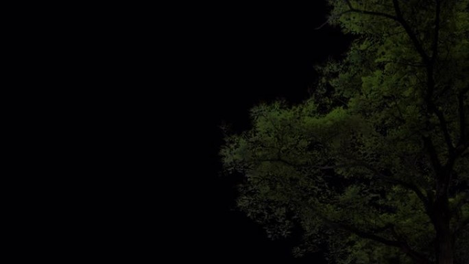 树角多云-03夜晚黑天阴天下雨一棵大树