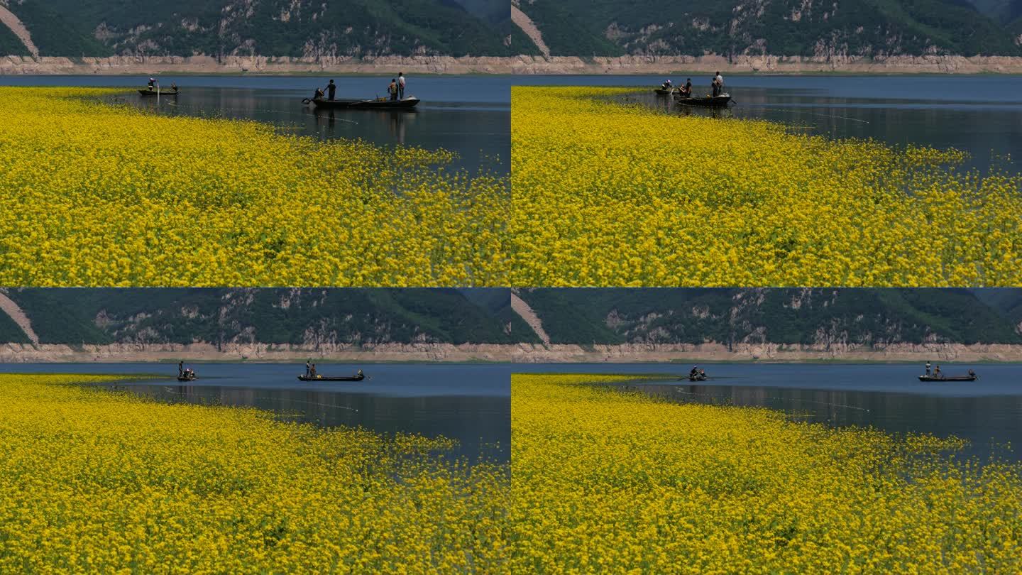 4k鸭绿江上水中的油菜花