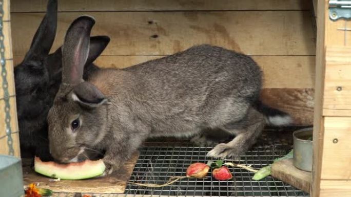 开放式木笼中的棕色和灰色兔子在农场上吃白菜和苹果的绿叶。