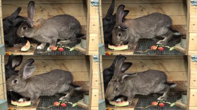 开放式木笼中的棕色和灰色兔子在农场上吃白菜和苹果的绿叶。