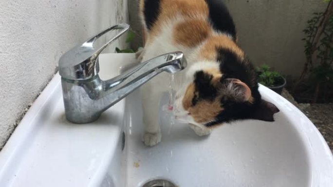 猫从水龙头喝水萌宠