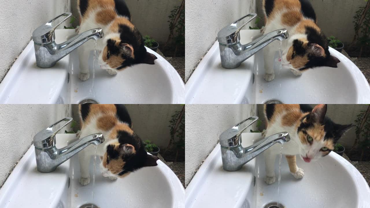猫从水龙头喝水萌宠