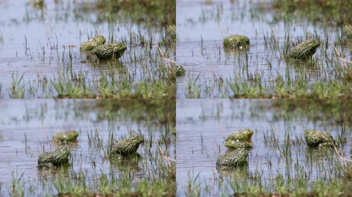 南非交配季节浅水中的非洲巨型牛蛙