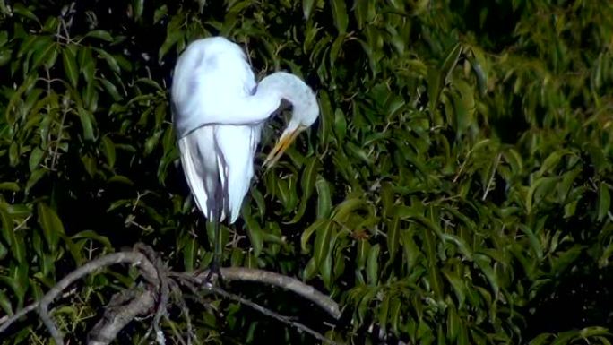 大白鹭 (Ardea alba)。巴西潘塔纳尔的筑巢殖民地。野生动物场景。