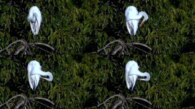 大白鹭 (Ardea alba)。巴西潘塔纳尔的筑巢殖民地。野生动物场景。